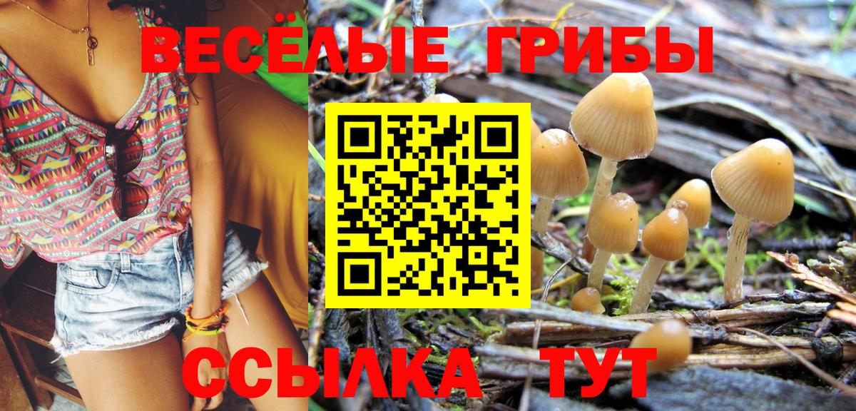 Псилоцибиновые грибы GOLDEN TEACHER  наркота  Вход с VPN  Сердобск  Псилоцибиновые грибы мицелий 
